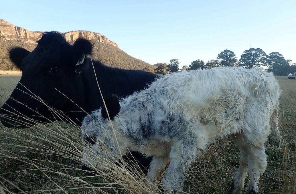 What a beauty, Tim Frew helped this calf out of its Mother. Picture: TIM FREW