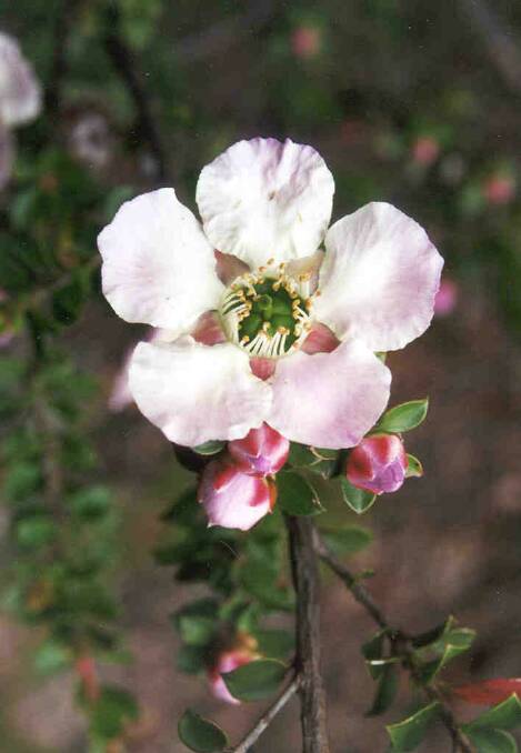 LITHGOW FLOWER: With its scientific name, Leptospermum. Picture: SUPPLIED. 
