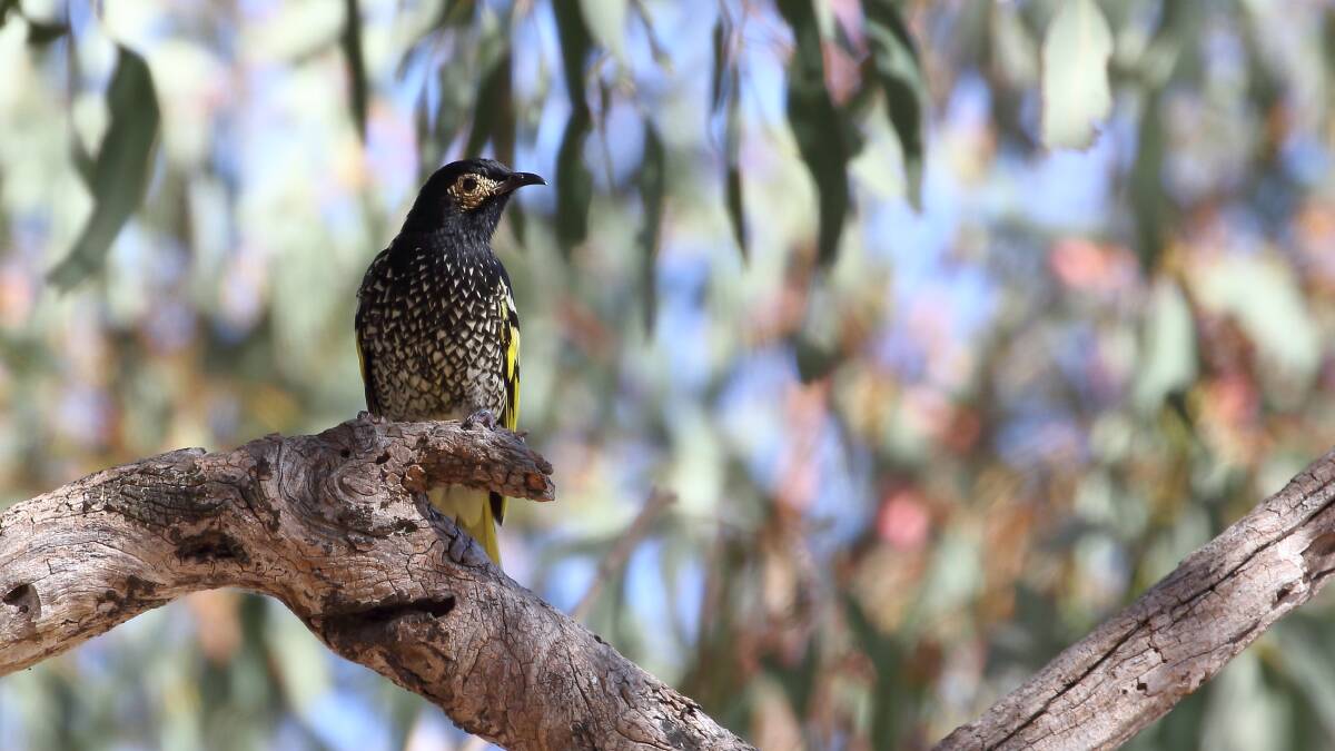 MAGESTIC: The Regent Honeyeater is known for being yellow and having a bare skin patch around its eye. Picture: Matthew Baker.