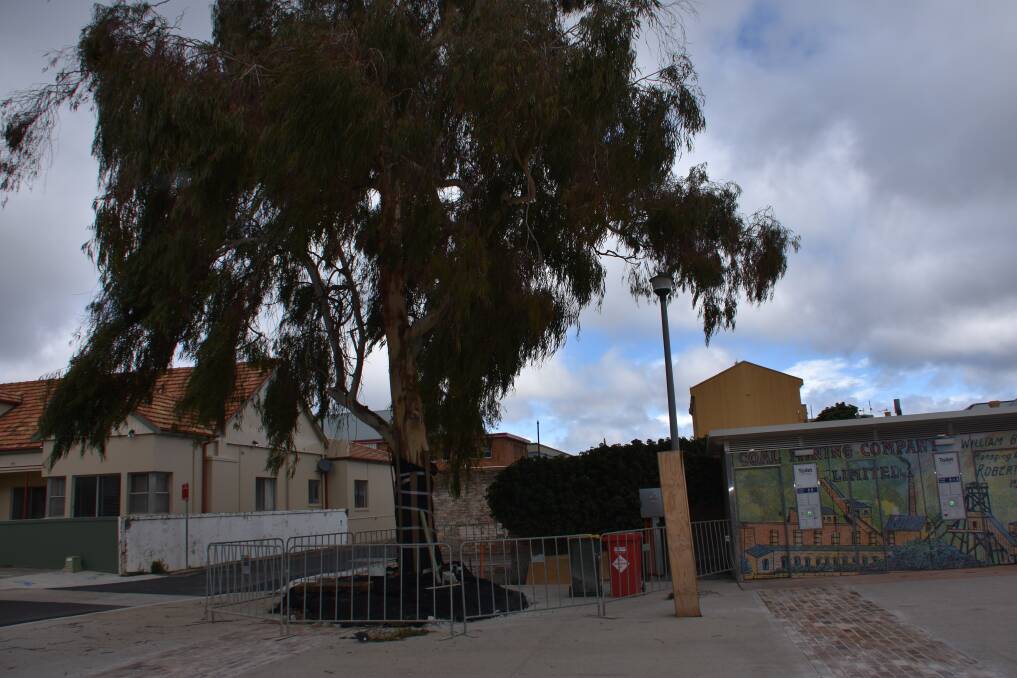 A seat will be installed underneath this tree at Cook Street Plaza. 