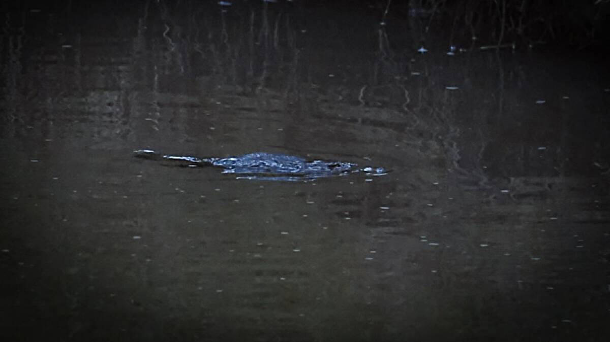 PLAYING: Platypus shot at River Lett. Picture: GRAHAM COLLINS 