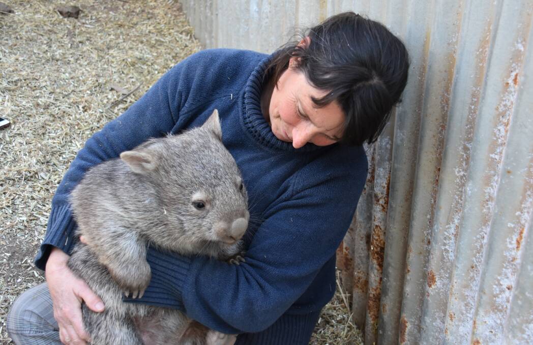 Anna Culliton with wombat friend Claudia who she has been nursing since they were young. Picture: CIARA BASTOW 