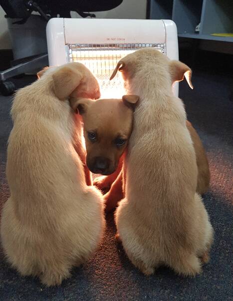 LOVED: The three adorable puppies have been given to loving families. Photo: Chifley Police Media. 