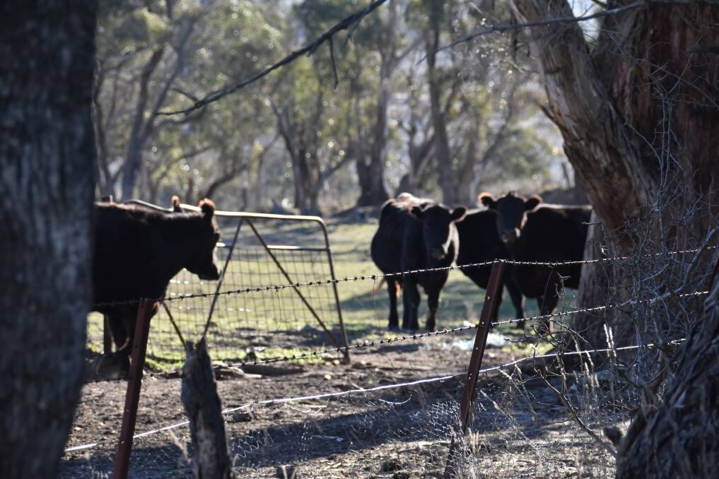 The drought doesn't seem to be getting any easier for farmers. Picture: CIARA BASTOW. 