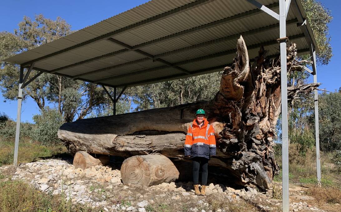 SUCCESS: Isobel Standfast stands in front of an Aboriginal Scarred Tree that has been preserved at Chabon Colliery under the guidance of the Registered Aboriginal Parties of that area.