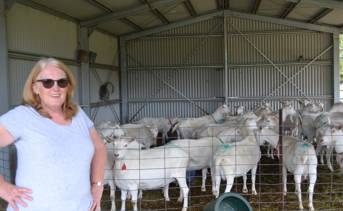 READY: Jannei Goat Dairy owner Janet Watson in her new shed with some of the goats they milk. Photos: CIARA BASTOW 