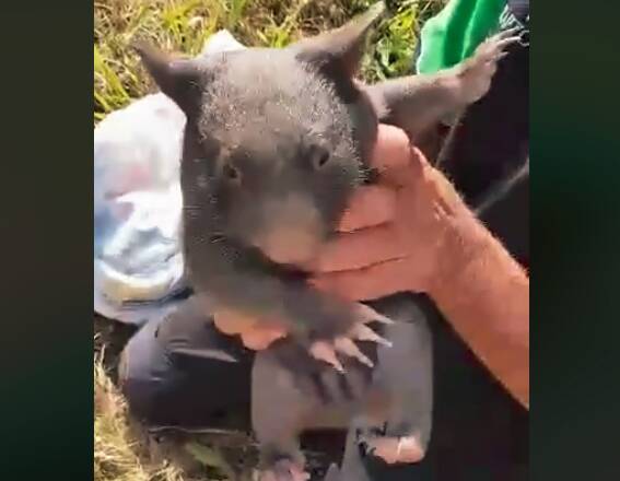 The baby wombat freed from her dead mother's pouch in Harcourt North.