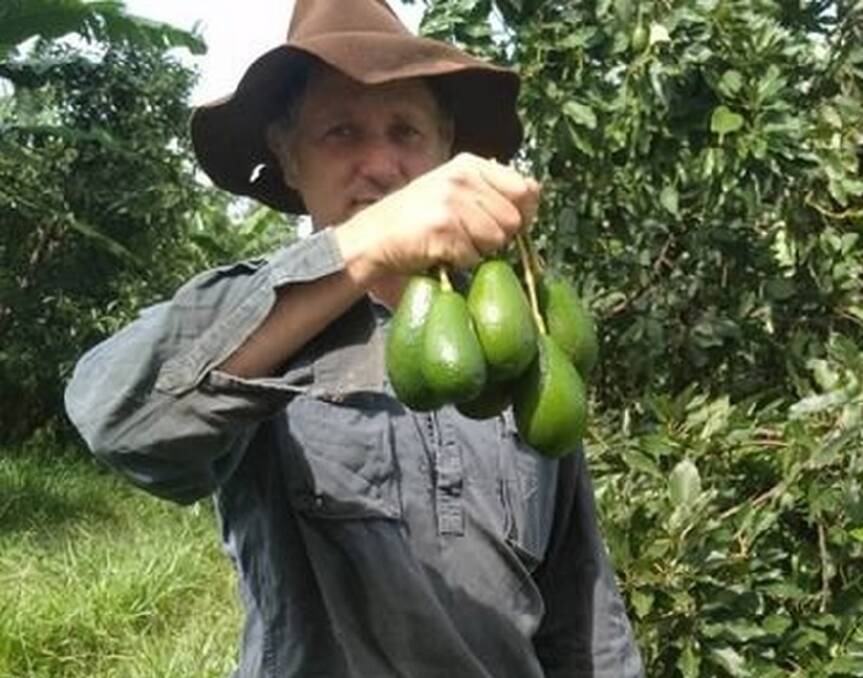 GOOD TRAVELLERS: Mark Toohey of Toohey Farming in north Queensland with avocados he has been sending by post.