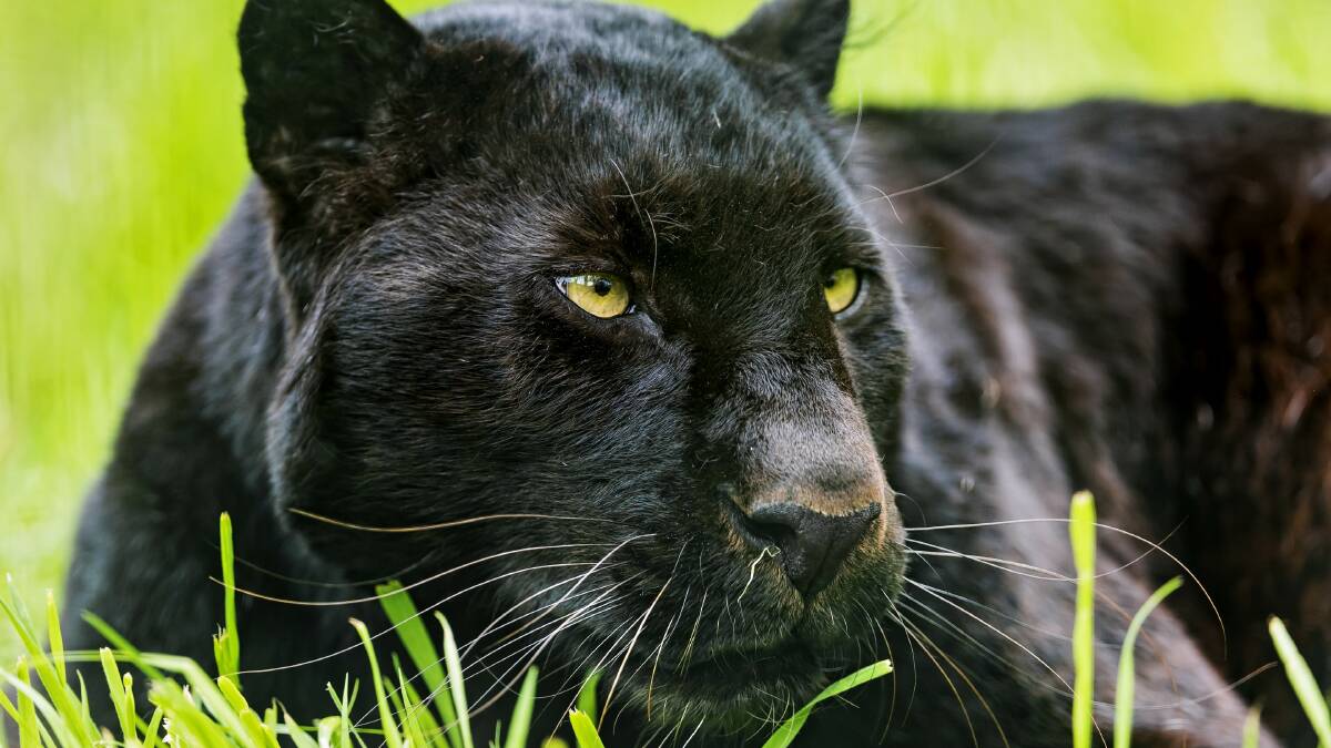 Does it have to be seen to be believed? Black panther spotted