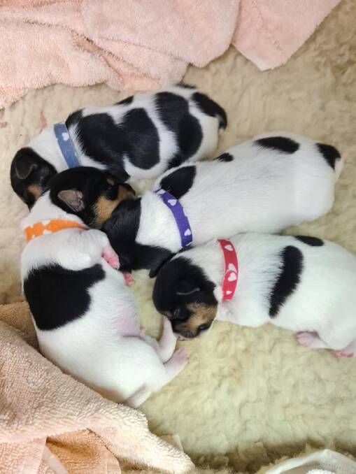 Cute: A litter of puppies at Alaula Tenterfield Terriers on the Central Coast. 