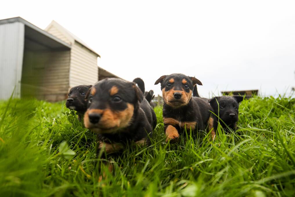 Pups For Sale: Hunter breeders say the price of puppies is related to supply and demand and the costs of breeding. Picture: Morgan Hancock 
