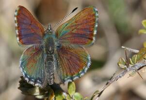 ENDANGERED BUTTERFLY: DEC/SUPPLIED