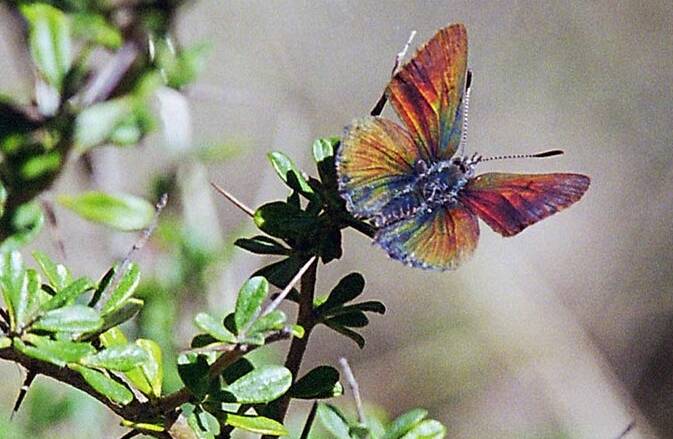 ENDANGERED: The Purple Copper Butterfly is only known to live in the Lithgow, Oberon and Bathurst LGAs. Picture: SIMON NALLY/ OEH