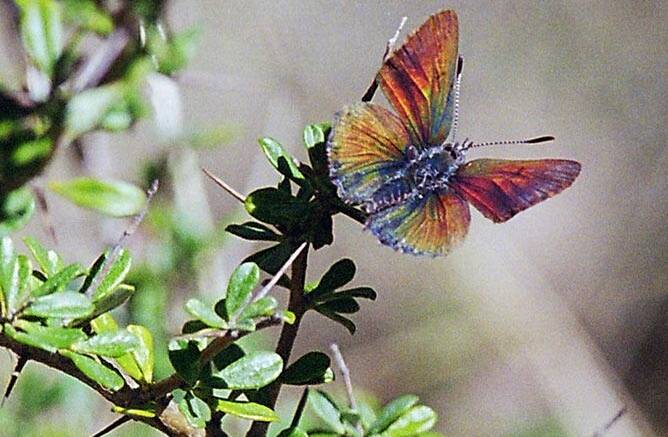 ENDANGERED: The Purple Copper Butterfly, one endangered species that will be impacted by the mine. Picture: SIMON NALLY/ OEH
