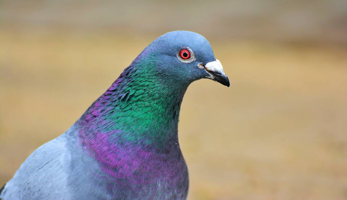 UNWANTED RESIDENT: A plan to try and reduce pigeon numbers will go before council next Monday night. Picture: SUPPLIED. 