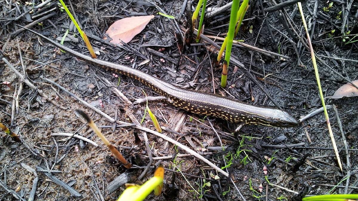 BLUE MOUNTAINS WATER SKINK: One of the endangered species living in the Newnes Plateau. Picture: SUPPLIED.