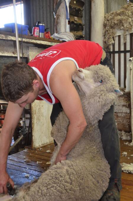 WOOLLY: Shannon Smoothy starts shearing a merino sheep who has eight-months worth of wool to come off. Picture: PHOEBE MOLONEY. 