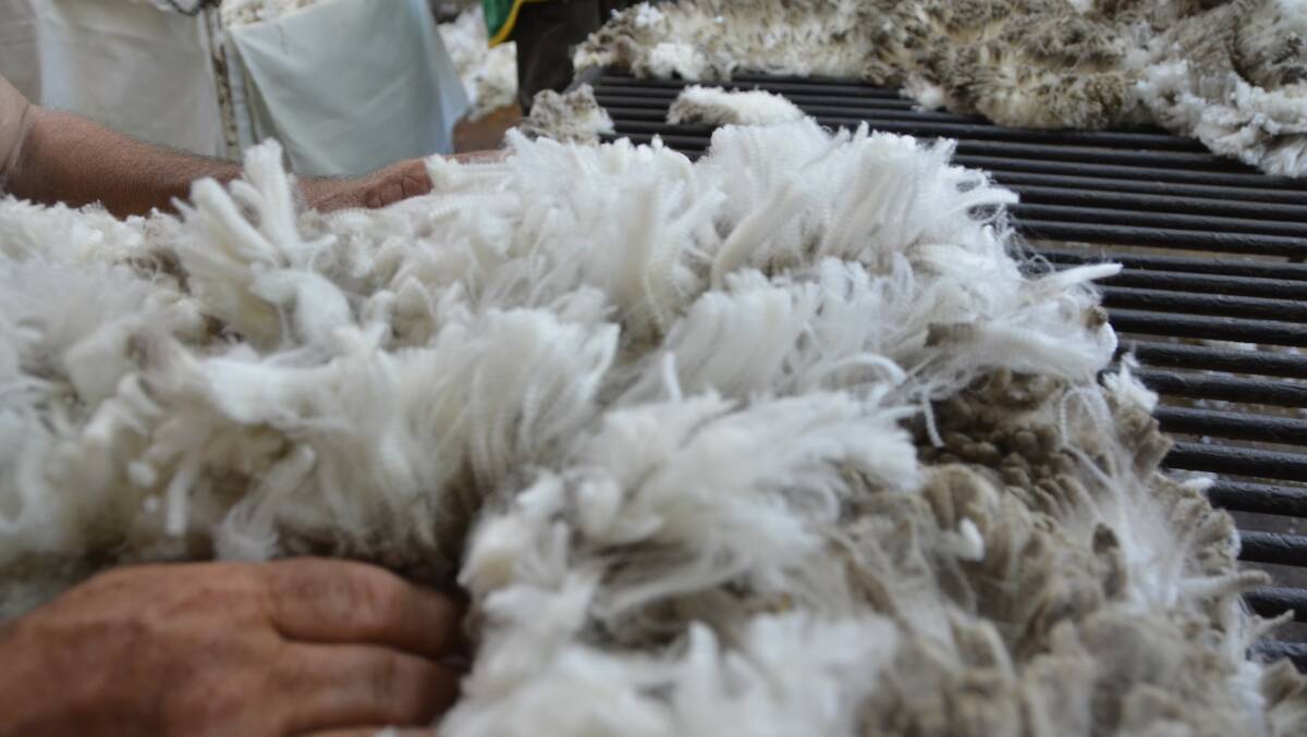 QUALITY: Mr Moore picks out a fleece of good quality wool. Picture: PHOEBE MOLONEY. 