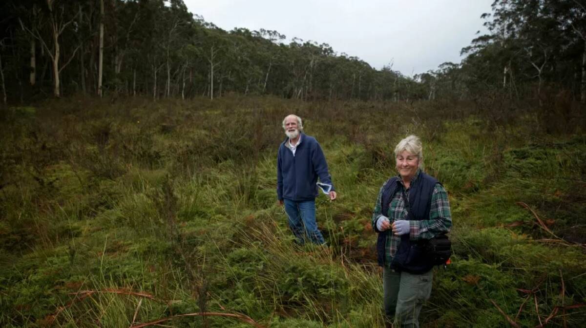 SWAMPLAND: Chris Jonkers and Julie Favell of the Lithgow Environment Group in the Carne West Swamp on the Newnes Plateau. Picture: WOLF PEETERS. 