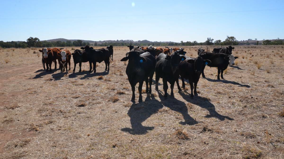 LOOKING FOR FEED: Roadside grazing will assist farmers looking for feed for livestock. Picture: WESTERN ADVOCATE