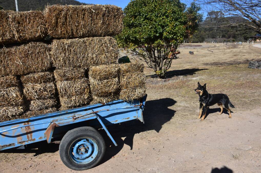 LOADING UP: Mr Pilarcik will be getting green hay delivered before heading off on Thursday. 