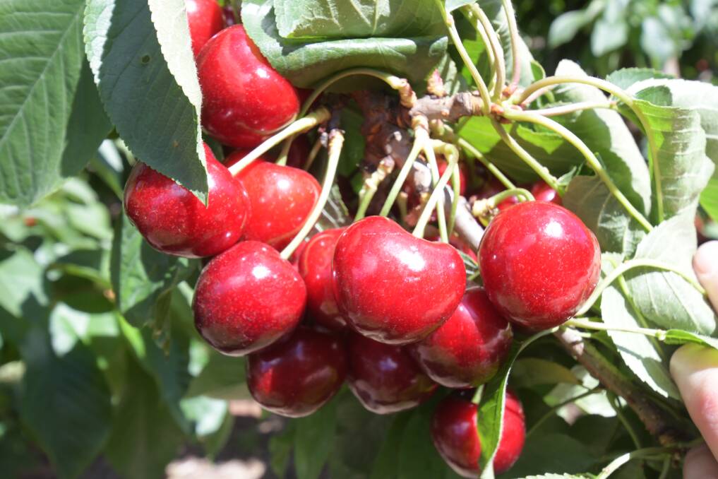 EXPORT DRIVE: Orange cherries are bound for overseas markets. Photo: JUDE KEOGH