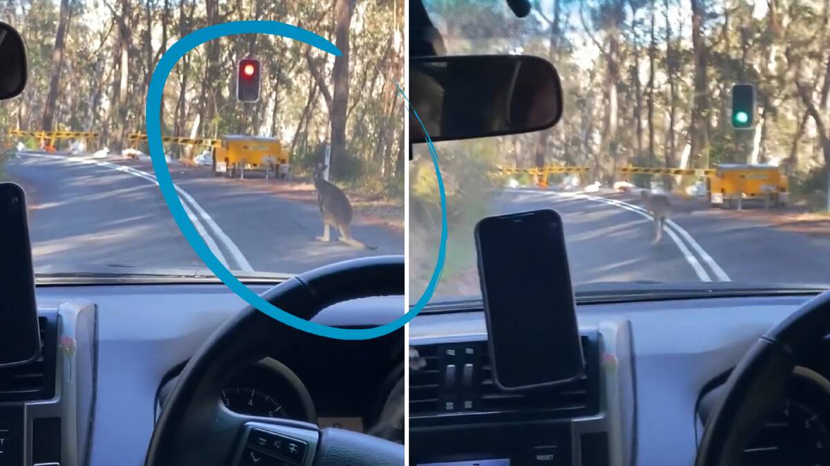 A clever kangaroo was filmed patiently obeying road rules while hopping along in the Megalong Valley, NSW.