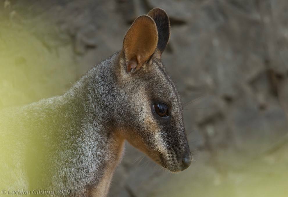 "Areas that haven't been fire-affected are still drought-affected. The wallabies are hanging on." 