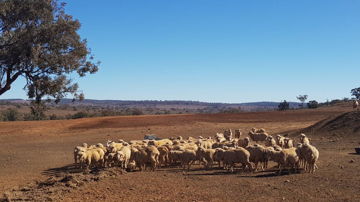 Reprieve from last resort for desperate sheep farmer