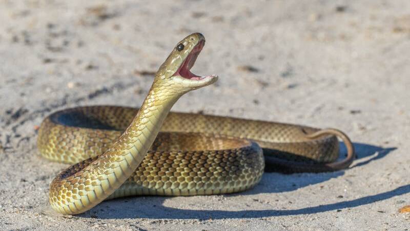 Snakes become active as the weather warms up in spring. Picture file
