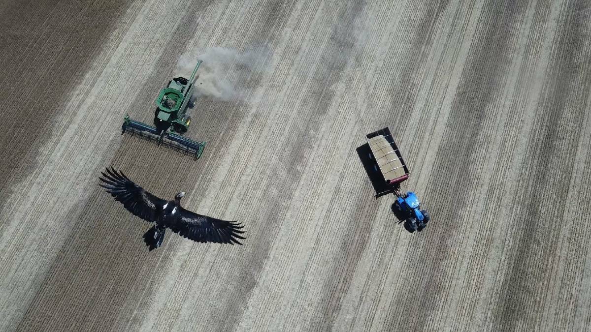 Competition winner: This photo of the Kulin harvest, on December 1, 2018, received an overwhelming majority of votes. Photo: Michael Eldridge. 