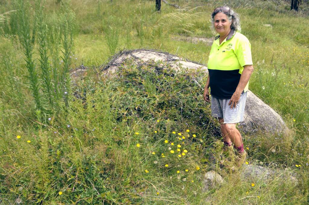 GROWTH: Banbai ranger Lesley Patterson with a flourishing Backwater grevillea as part of the project. Photo: UNE