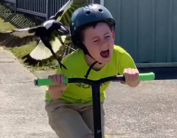 A scene from Wayne Sherwood's now-viral video shows his son being fended off by a magpie. 