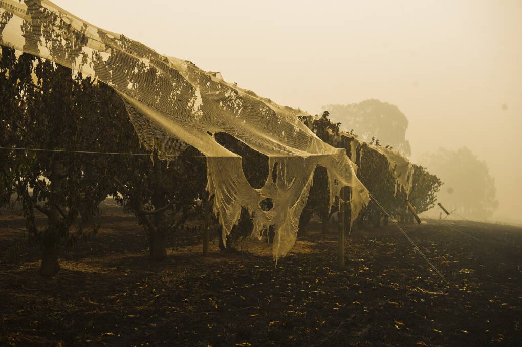 Damage at a Batlow orchard after the Dunns Road fire hit last weekend. Picture: Dion Georgopoulos