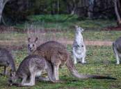 A mob of kangaroos has obstructed the path of the drivers of a stolen vehicle.