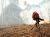October 17, 2023 marks 10 years since the 2013 bushfires. Picture supplied