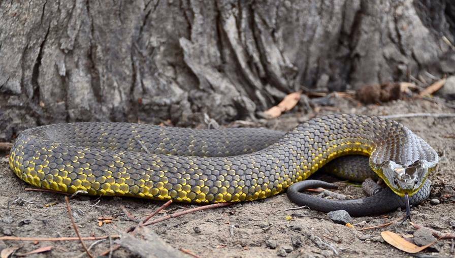 FOUND: Jake Hansen was called to remove this tiger snake from a Bathurst home recently. 