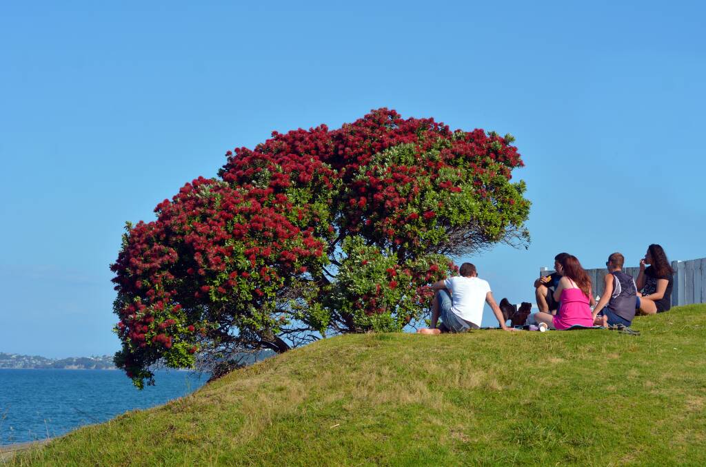 New Zealanders having a picnic beside Pohutukawa tree. Picture: Shutterstock