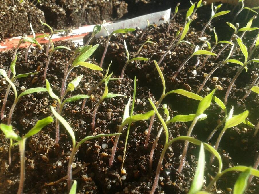 Seedlings in spring time. Picture: Hannah Moloney