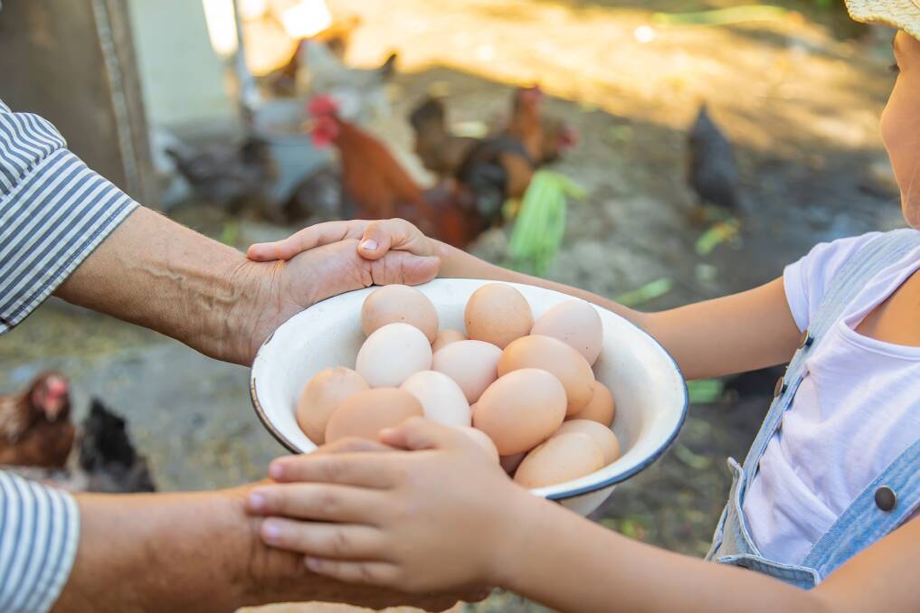 After a decent winter hiatus chickens are back laying in spring. Picture: Shutterstock