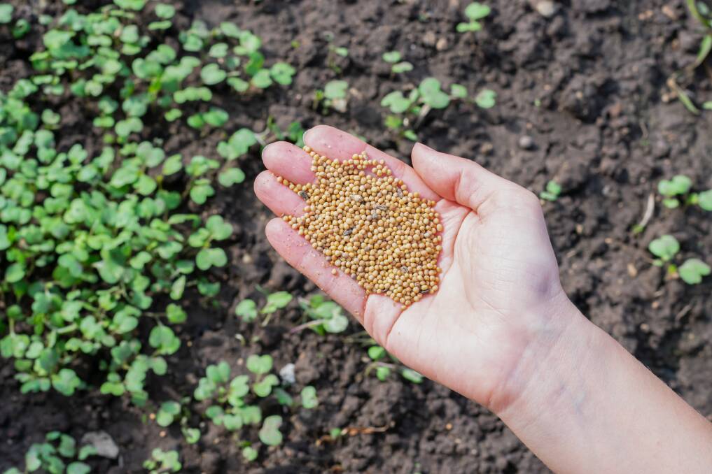Mustard seeds are among the green manure crops used within a crop rotation cycle to re-nourish the soil between panting out your vegie crops. Picture: Shutterstock.