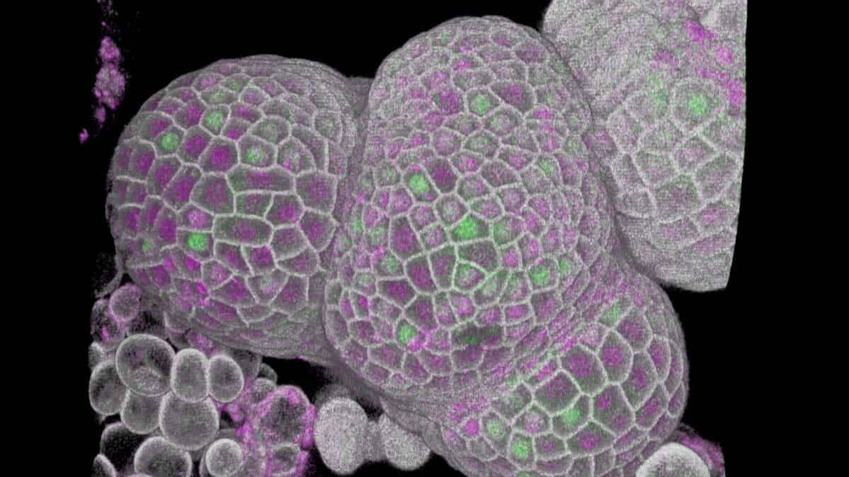 The image shows a shoot apical meristem (at the centre) with floral buds emerging on its flanks. Cells marked in green are about to enter DNA replication, whilst the magenta marker shows accumulation of KRP4, which is part of the mechanism that regulates cell size. Credit: John Innes Centre