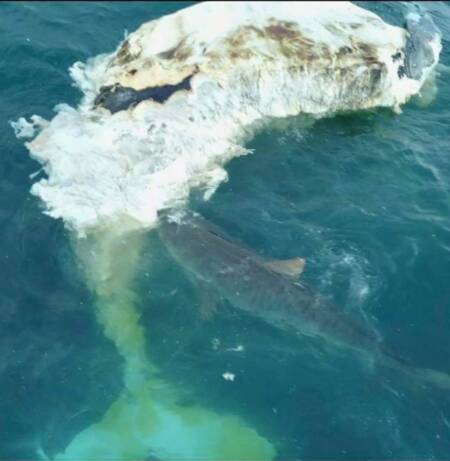 A drone shot of a shark biting at the whale carcass off Bulli. Picture: Ryan Simpson