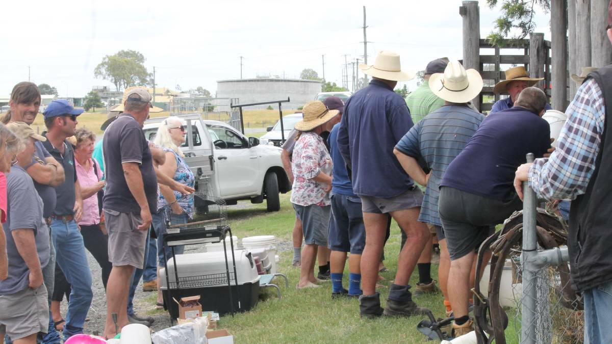 Hundreds of people still come to the fortnightly pig and calf sales in Beaudesert. Picture: Larraine Sathicq