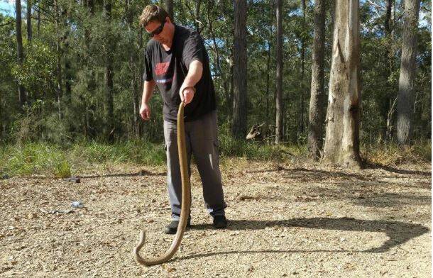 Brenton Asquith with an eastern brown snake. Photo supplied.
