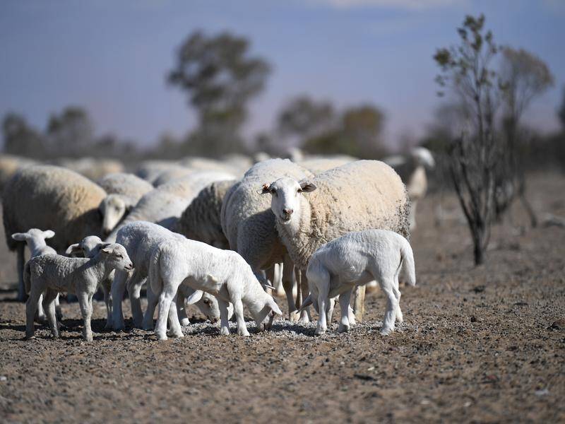 Sheep and lambs are at risk from a cold snap approaching Queensland.