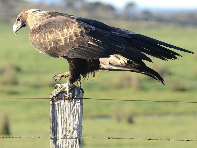 A wedge-tailed eagle bird strike reportedly contributed to a fatal helicopter crash near Sydney. (PR HANDOUT IMAGE PHOTO)