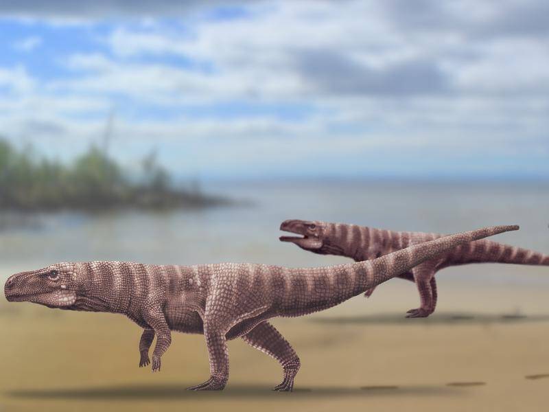Some ancient crocodiles once ran on their hind legs, a team of researchers has discovered.