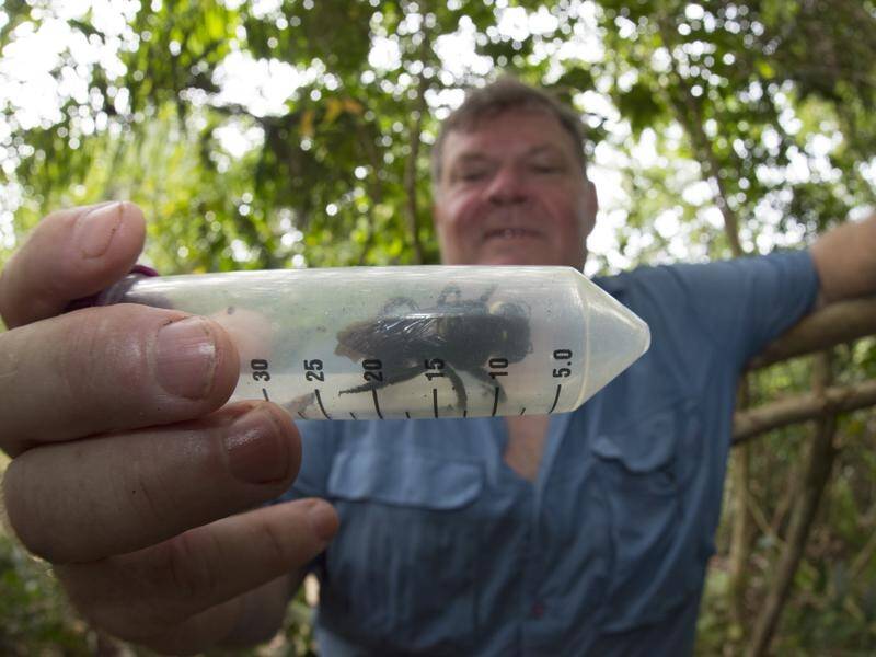 The Wallace's giant bee has been rediscovered in Indonesia after 38 years.