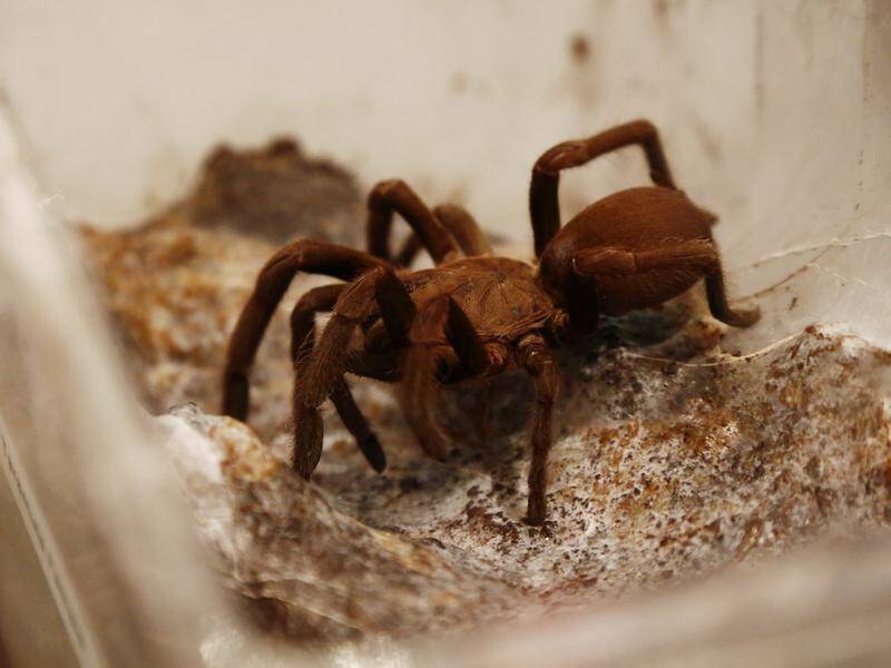 Twenty-two live tarantulas have been found in an abandoned suitcase at Dusseldorf airport.